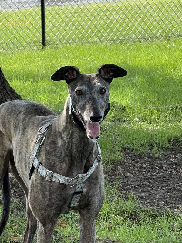 Hogs Candyland, the retired Greyhound who inspires our standard of execution